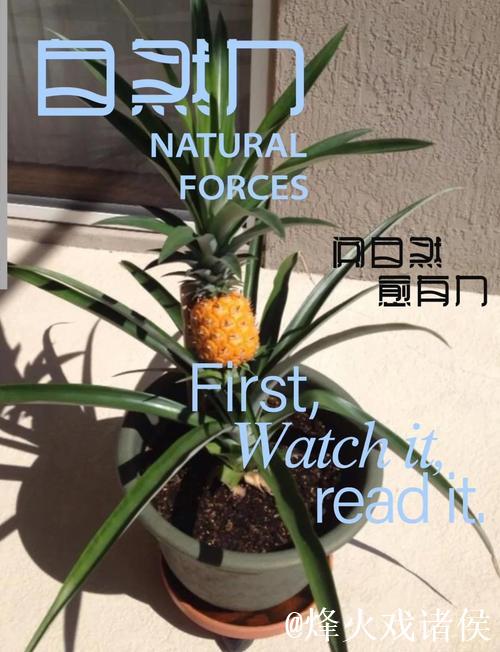 菠萝种植全流程教学视频指南